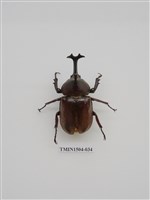 藏品(獨角仙)的圖片